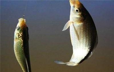 老钓友说饵料之中得加点盐,要不然鱼不吃,这是什么道理?